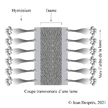 Schema