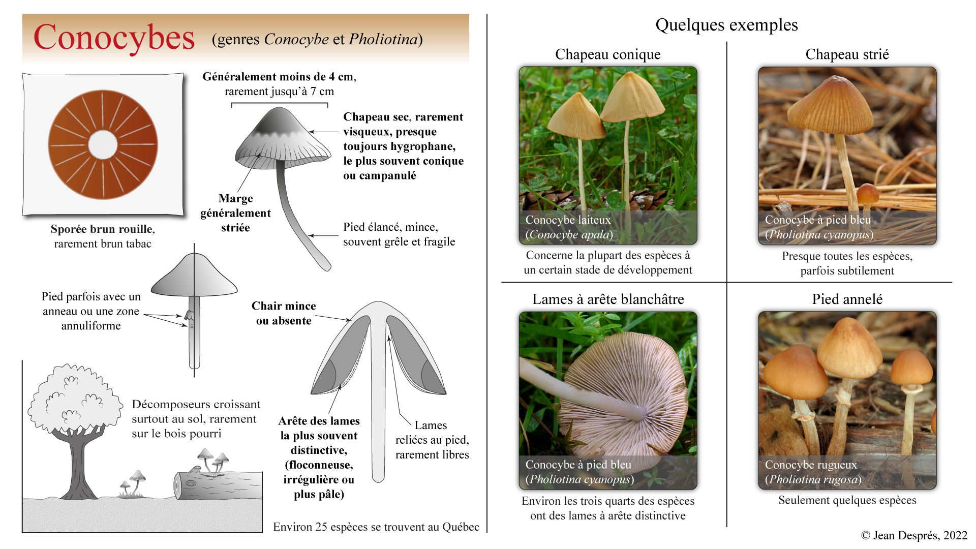 Planche anatomique des Conocybes