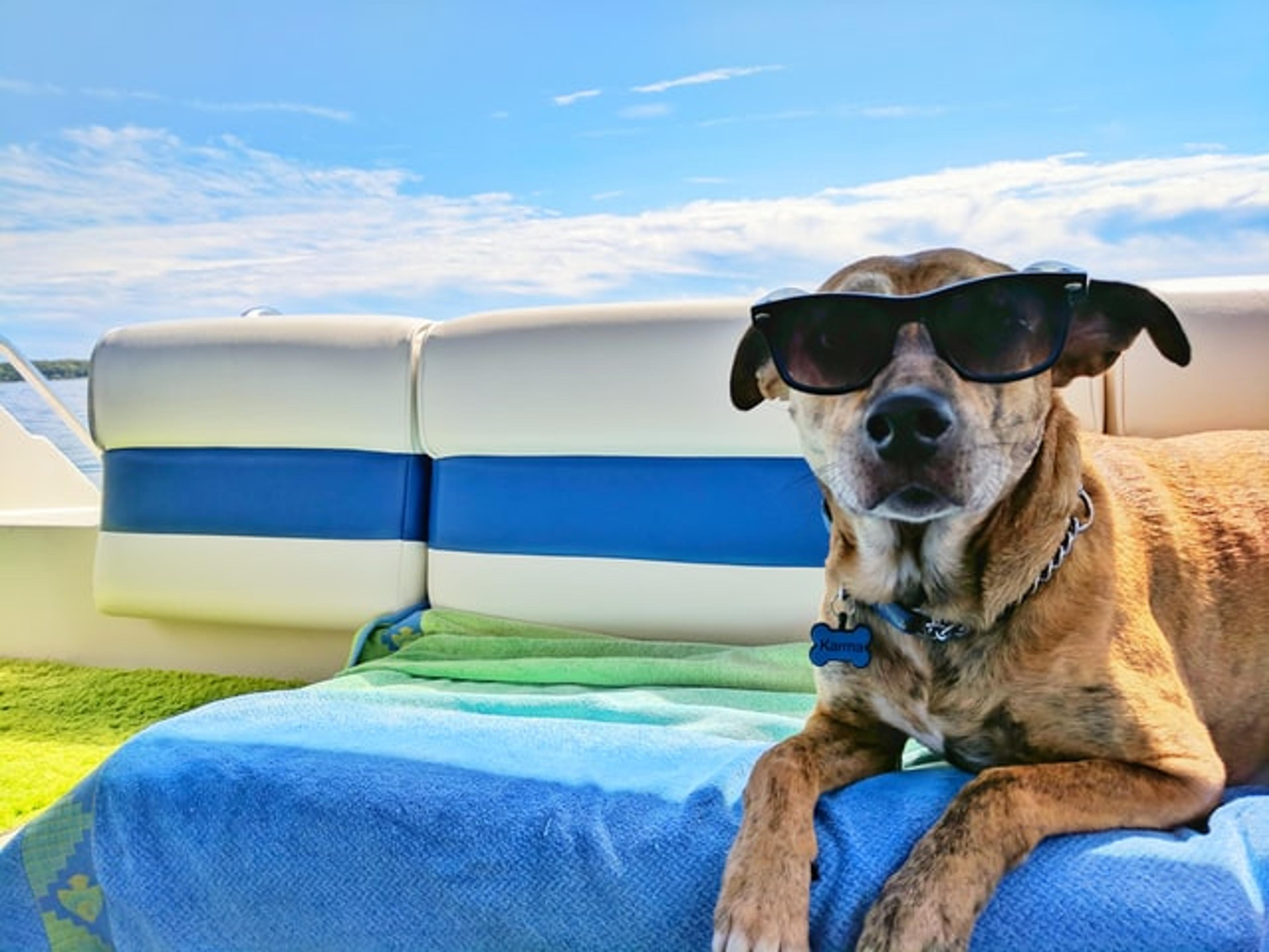 dog with sunglasses on yacht