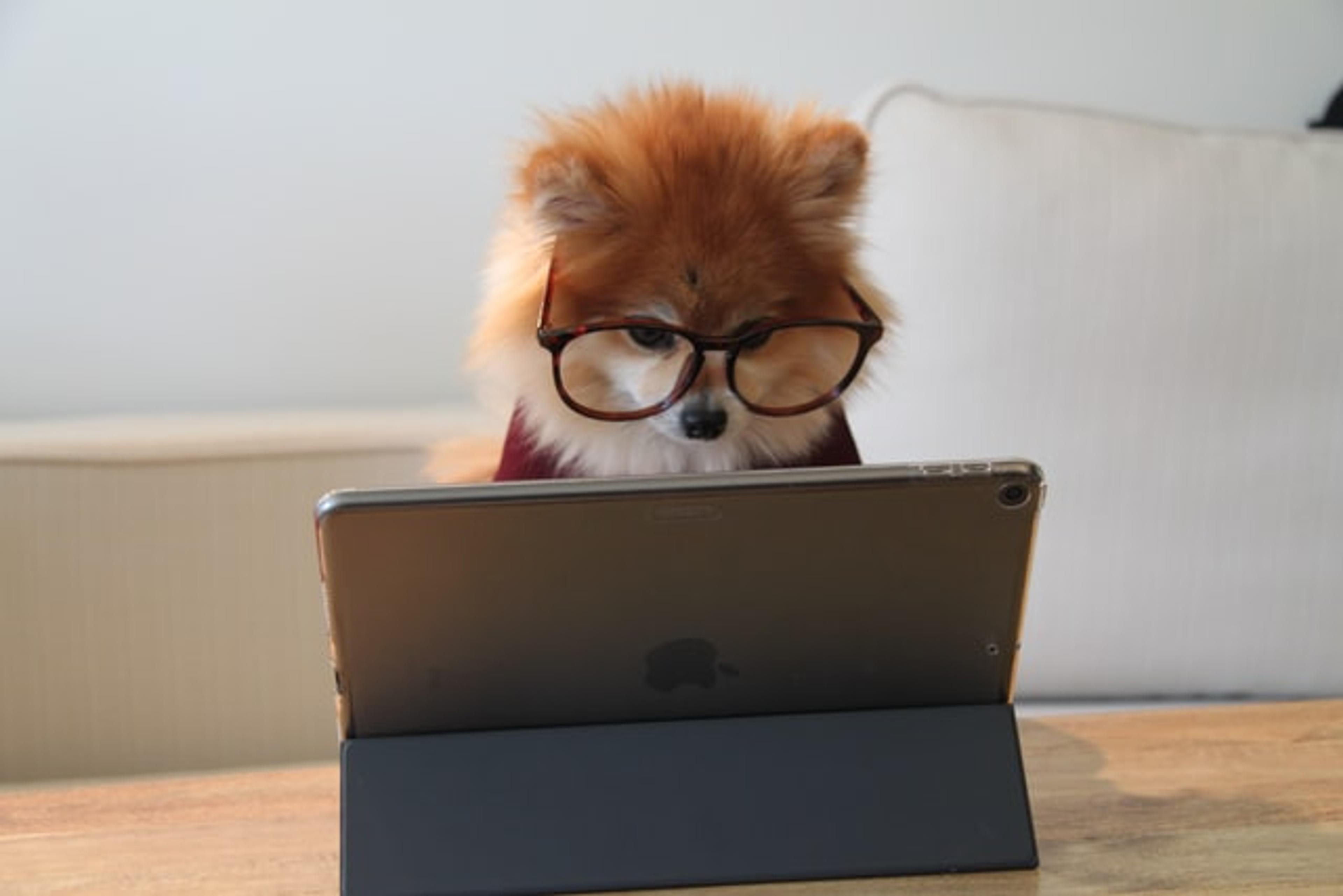 dog researching pet trusts on ipad