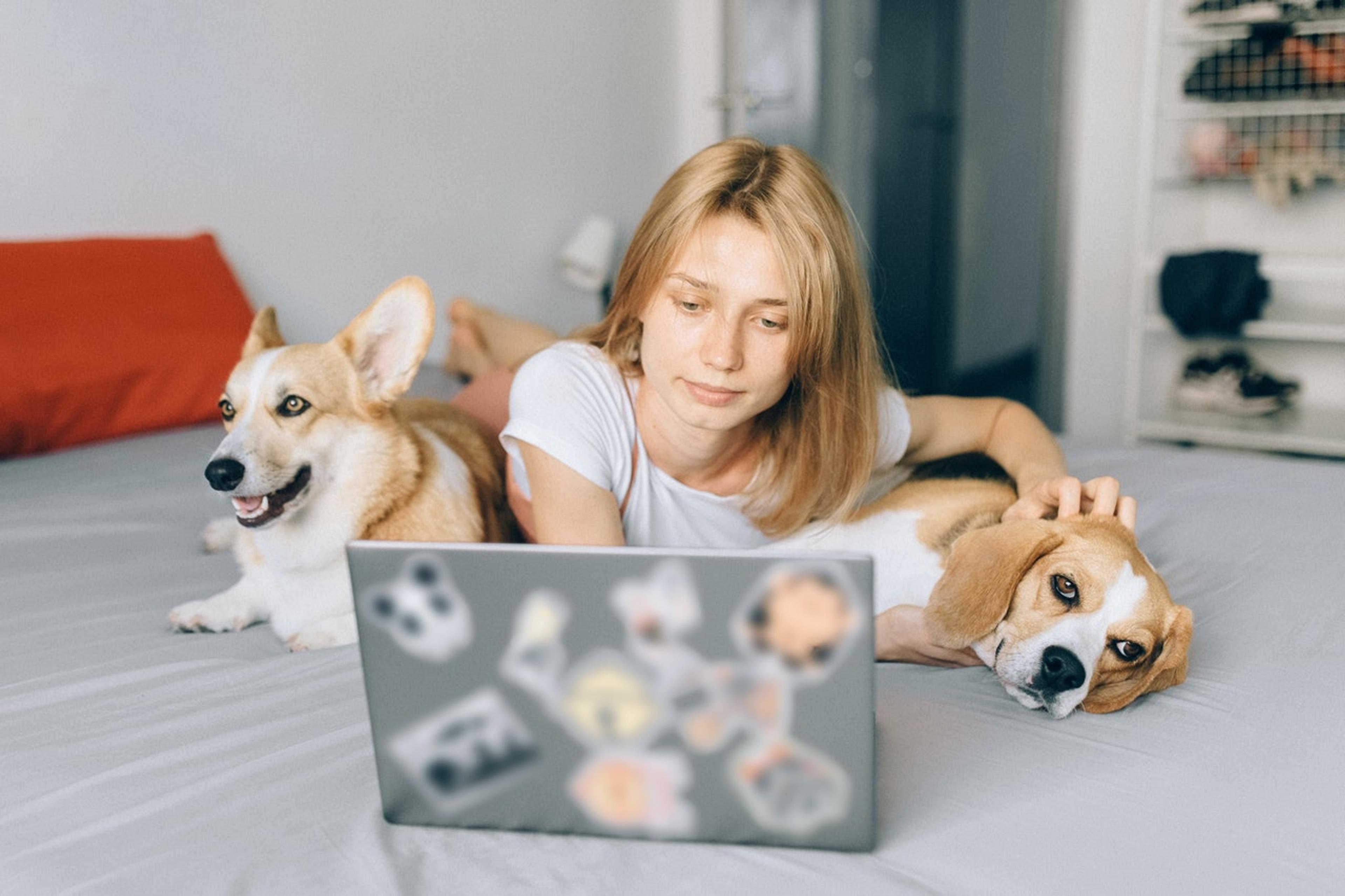 woman researching on computer with dogs