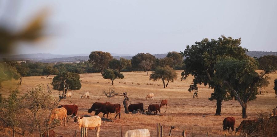 A Table in the Alentejo