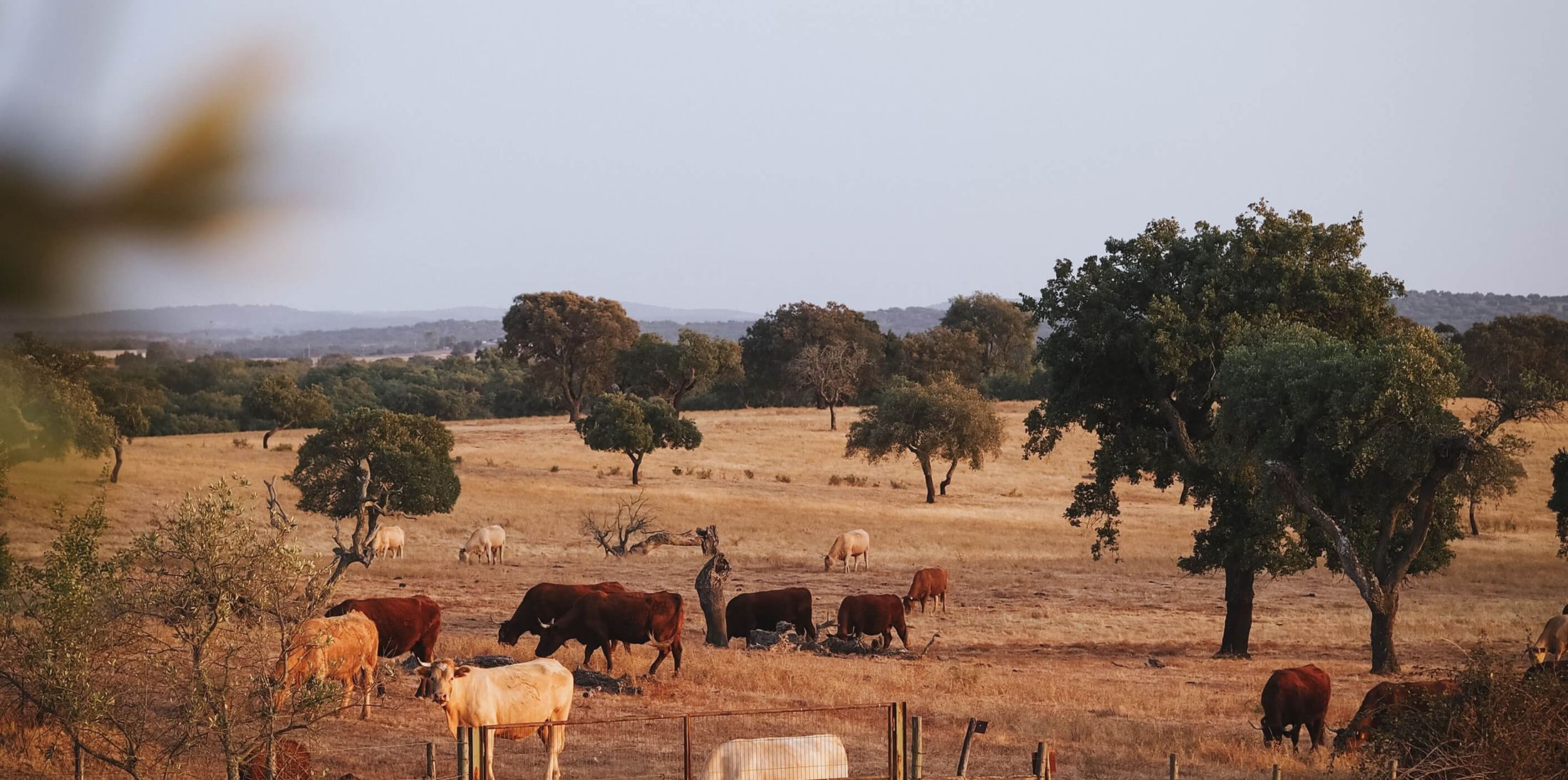 A Table in the Alentejo