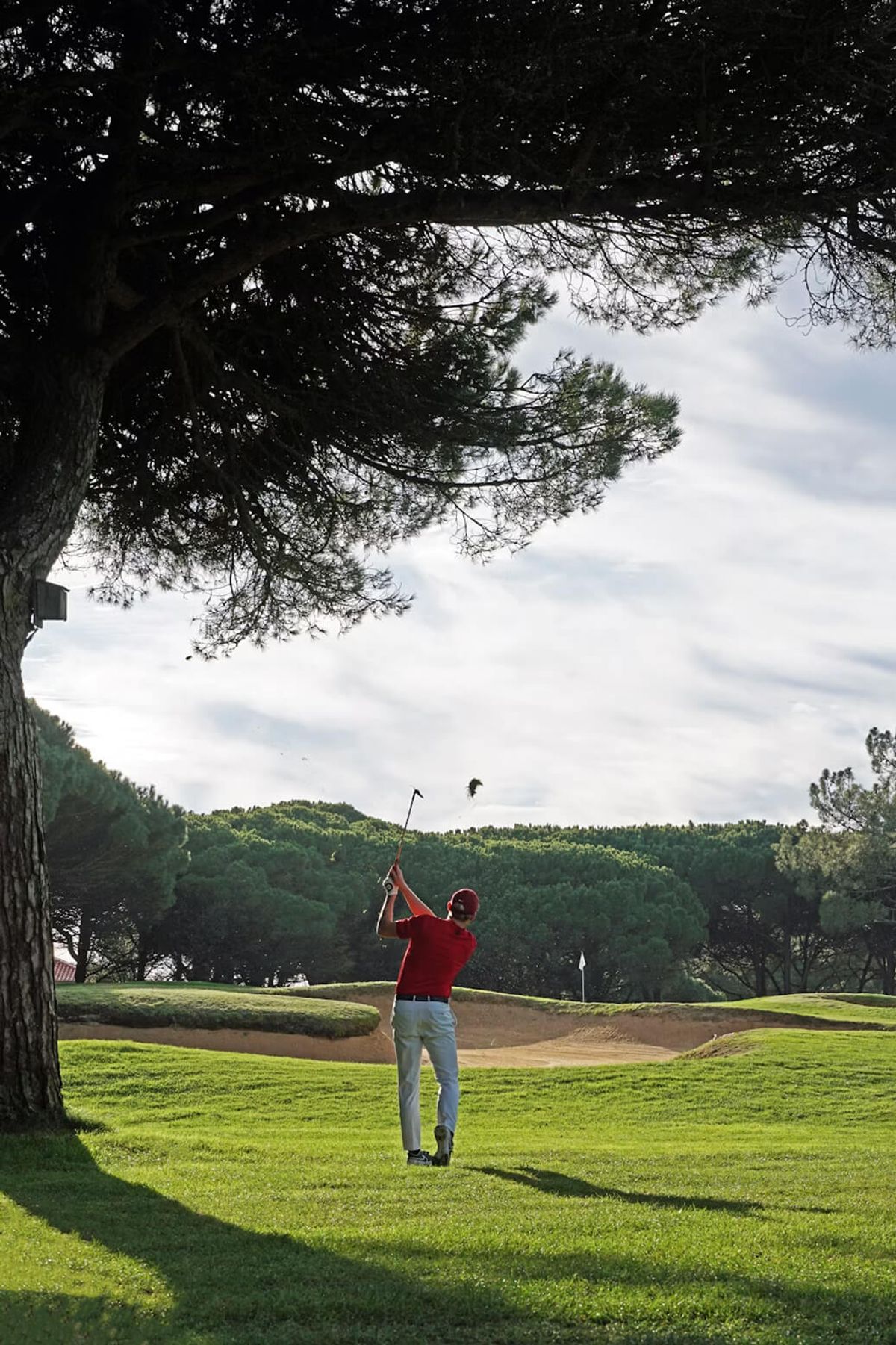 A golfer under a stone pine