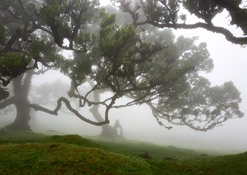 Levada walks