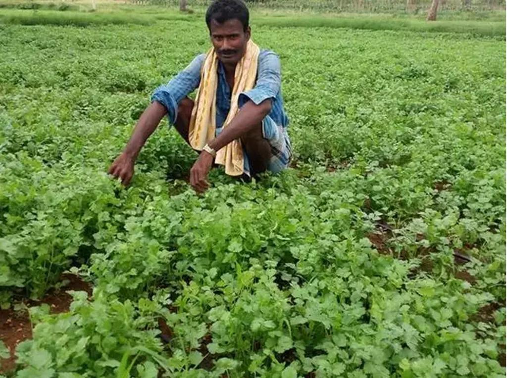 बरसात के दिनों में कैसे करें धनिया की खेती, 300 रुपये प्रति किलो तक मिलता है थोक भाव