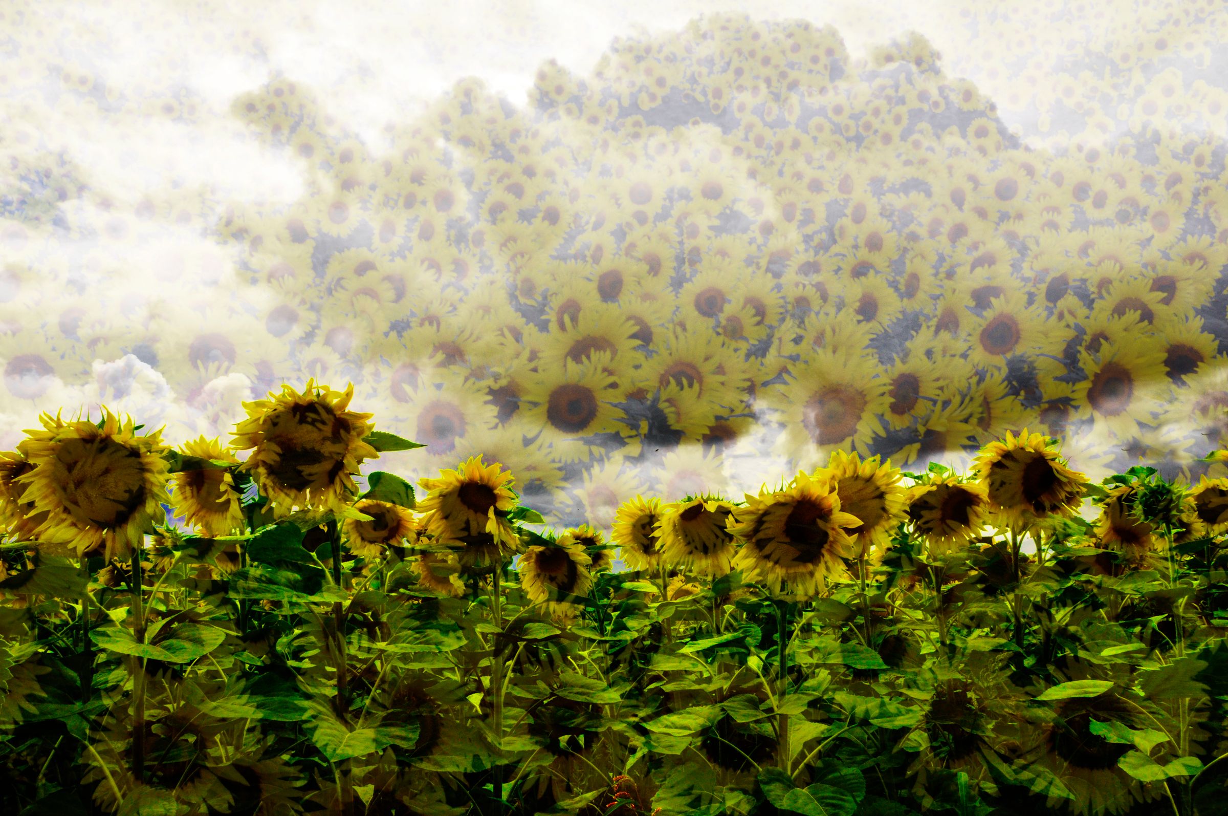 Solaris
