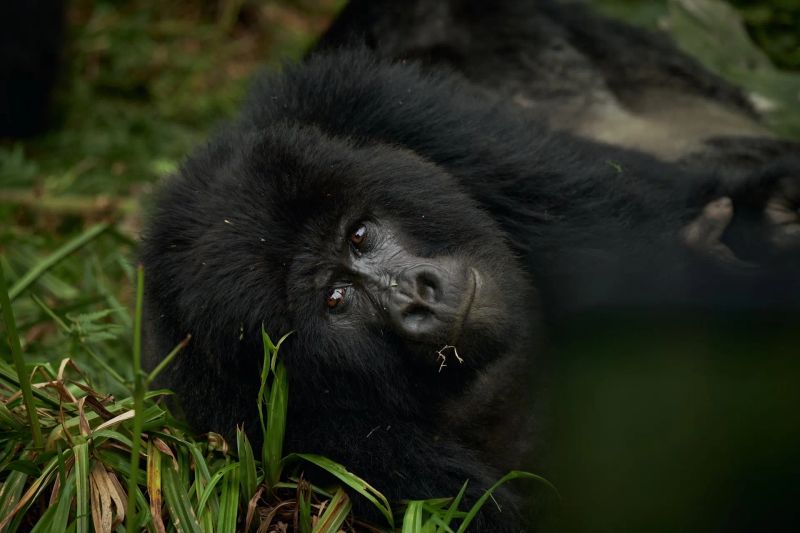 Can You Trek Gorillas If You’re Over 60 Years Old?