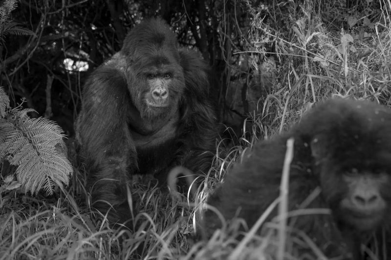 How Close Can You Get to Mountain Gorillas?