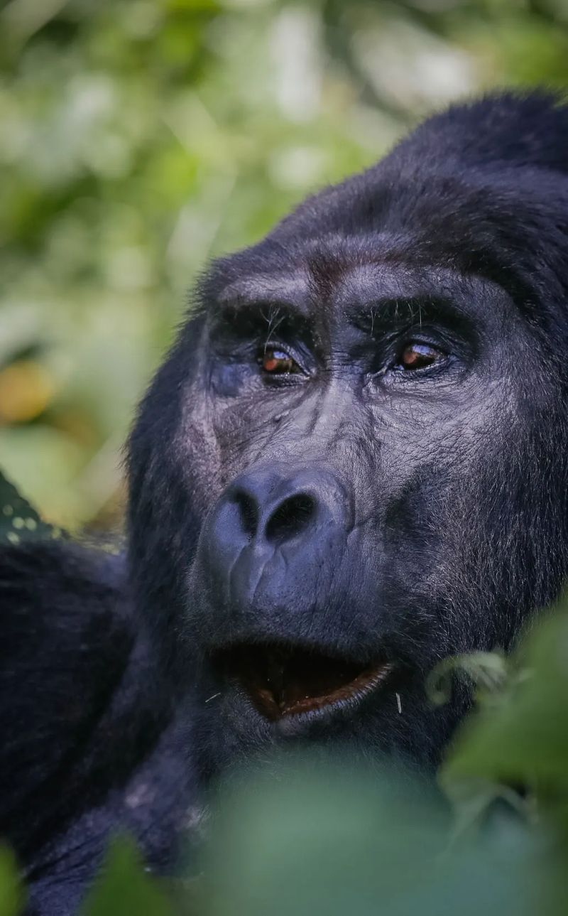 How Your Visit Saves Uganda's Mountain Gorillas