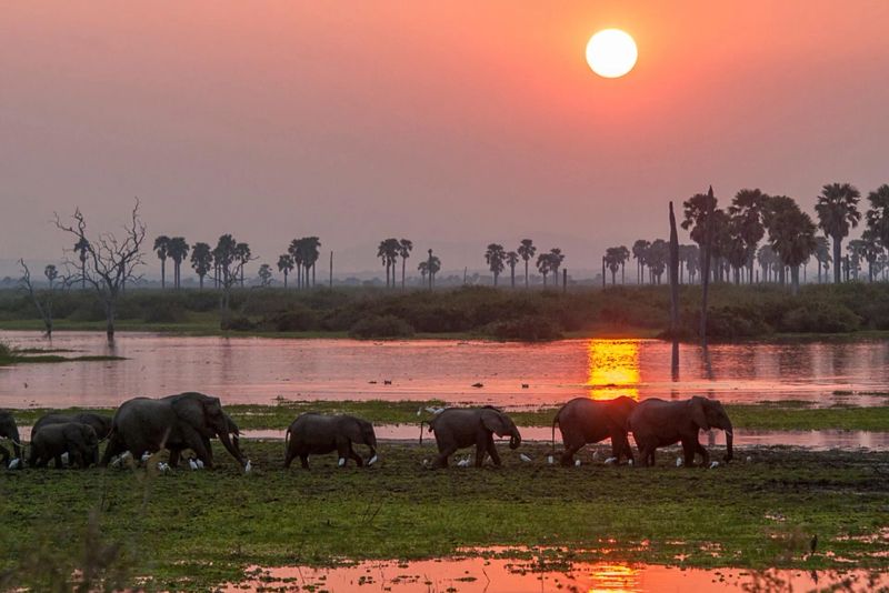 A Beginner's Guide to Safari Photography in Uganda