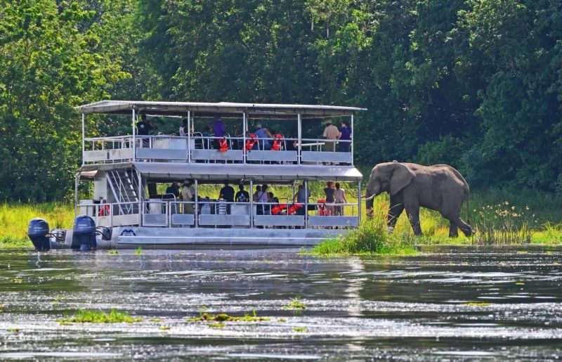 Uganda Safari Costs: Complete Budget Breakdown 2026