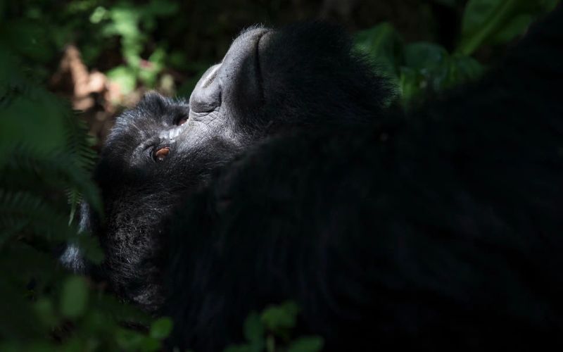 What Happens If It Rains During Gorilla Trekking?