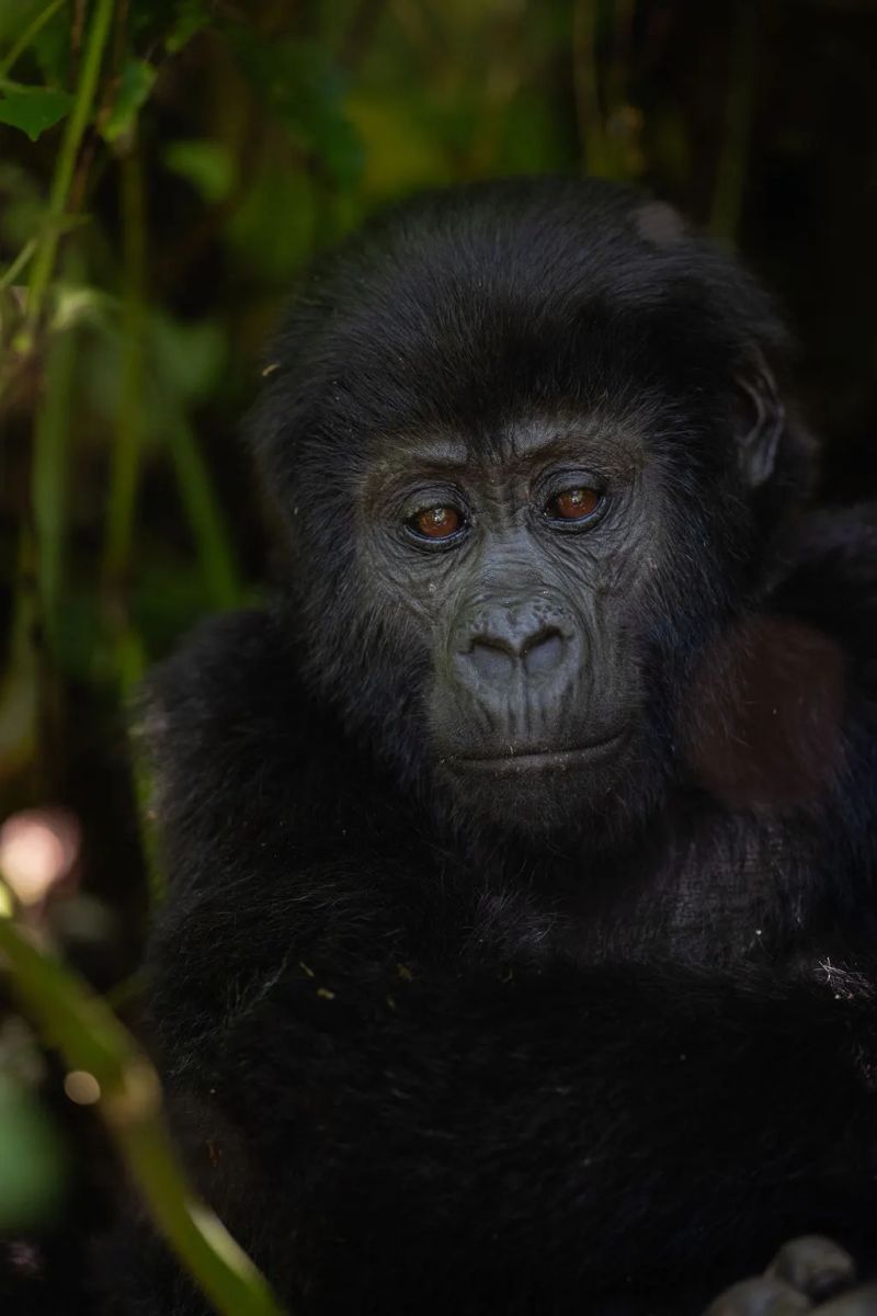 Best Time to Visit Uganda for Gorilla Trekking