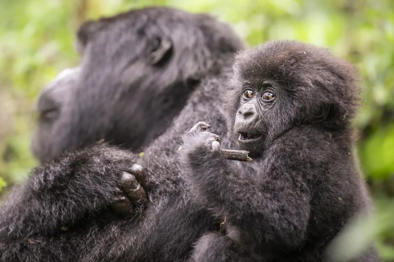 Sustainable Luxury: Why Rwanda is the Future of High-End Eco-Tourism