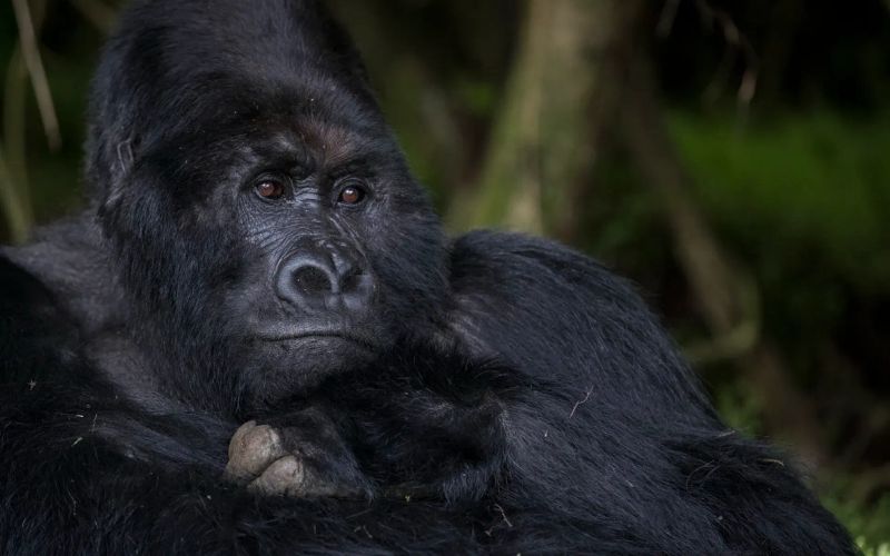 How to Book Gorilla Trekking Permits in Uganda (Step-by-Step Guide 2026)
