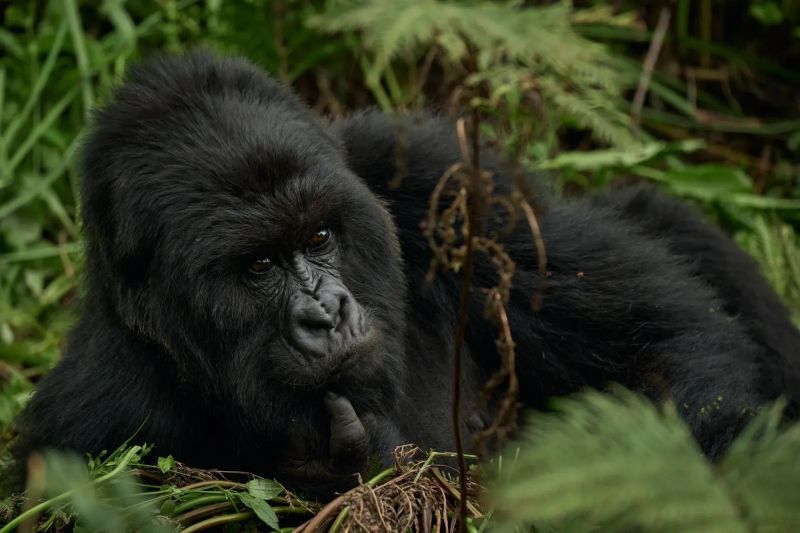 Rwanda Safari Planning 101: Permits, Packing, and Pro-Tips for 2026