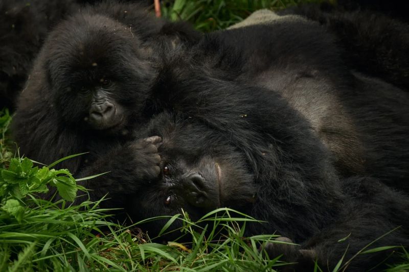 Uganda Gorilla Trekking Permit Cost 2026: Complete Price Guide