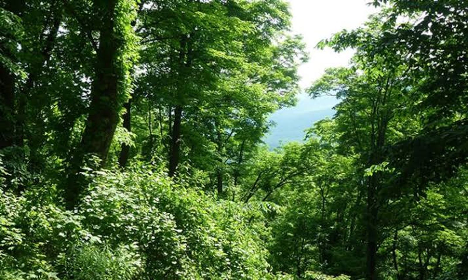 Forest Discovery: A Unique Experience
