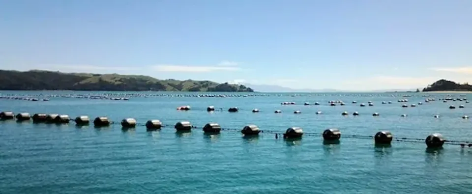 coromandel-mussel-farms