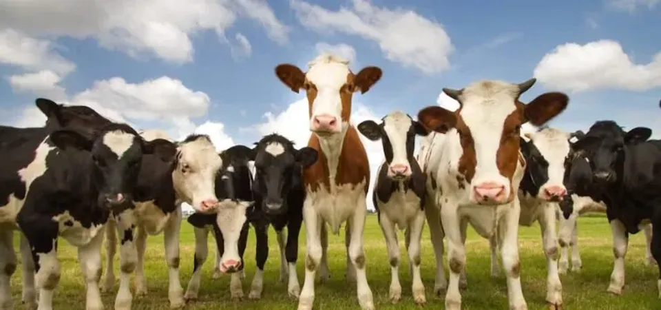 Cows
