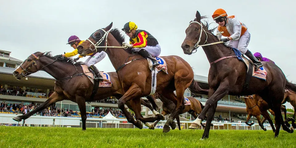 thoroughbred