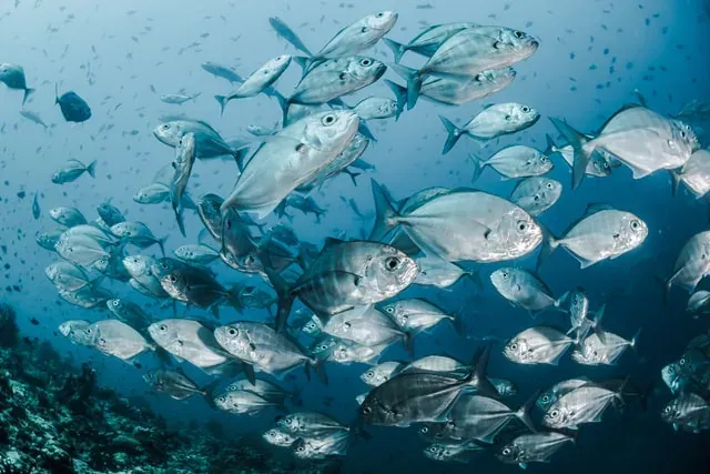 Ocean Protection