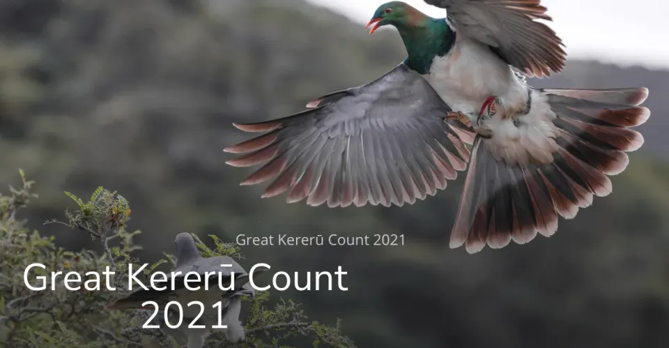 The Great Kererū Count