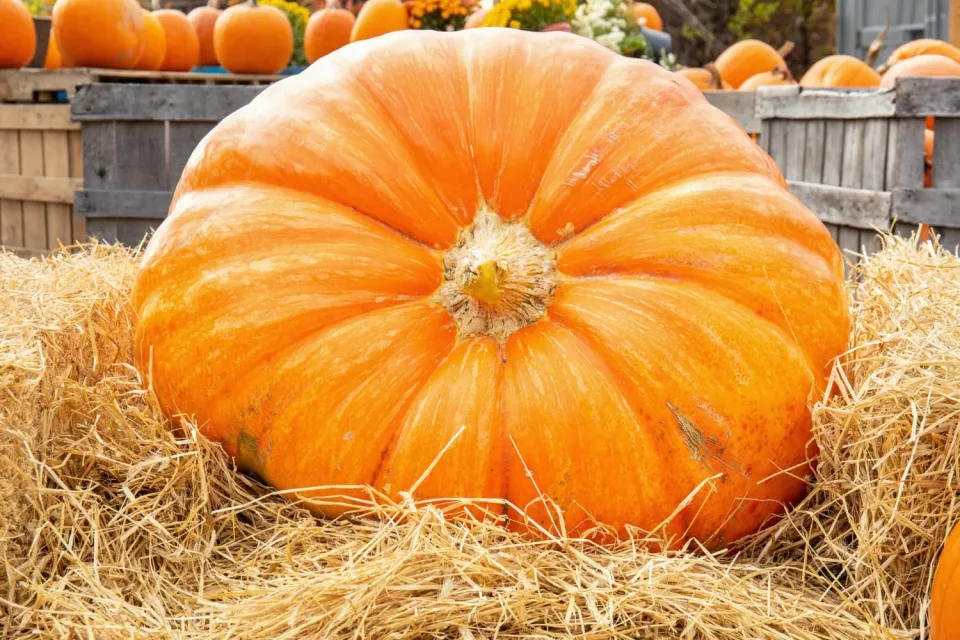 Tairua School Giant Pumpkin Festival