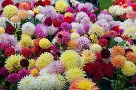 Coromandel Flower & Produce Show
