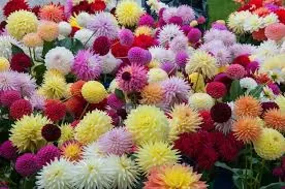 Coromandel Flower & Produce Show