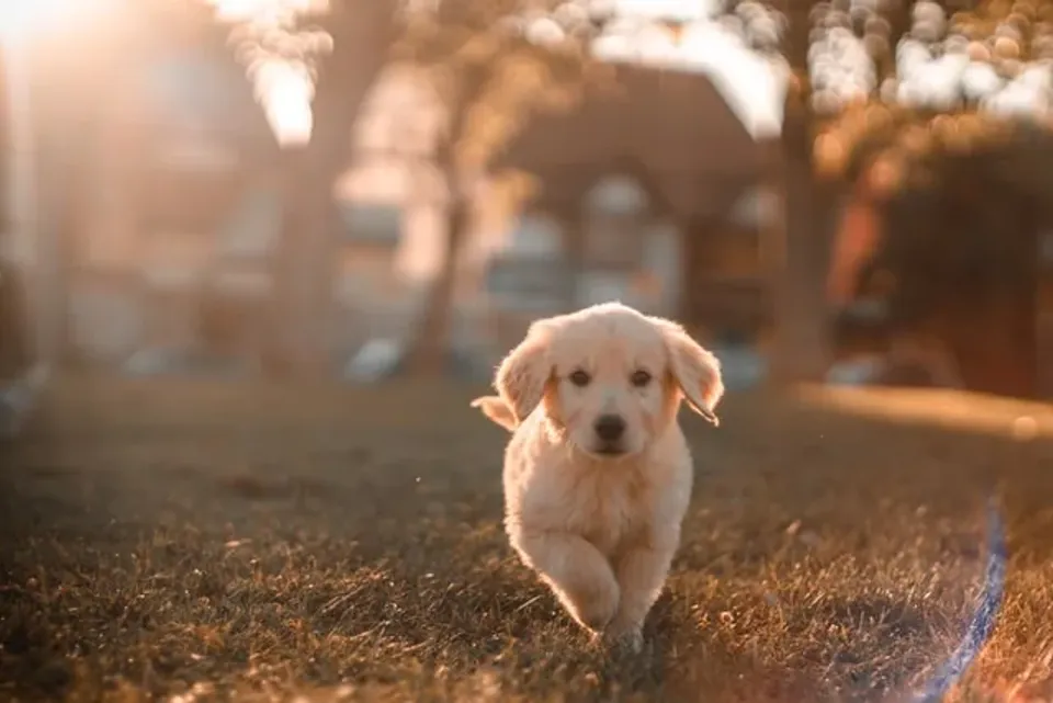 Dog’s Registration