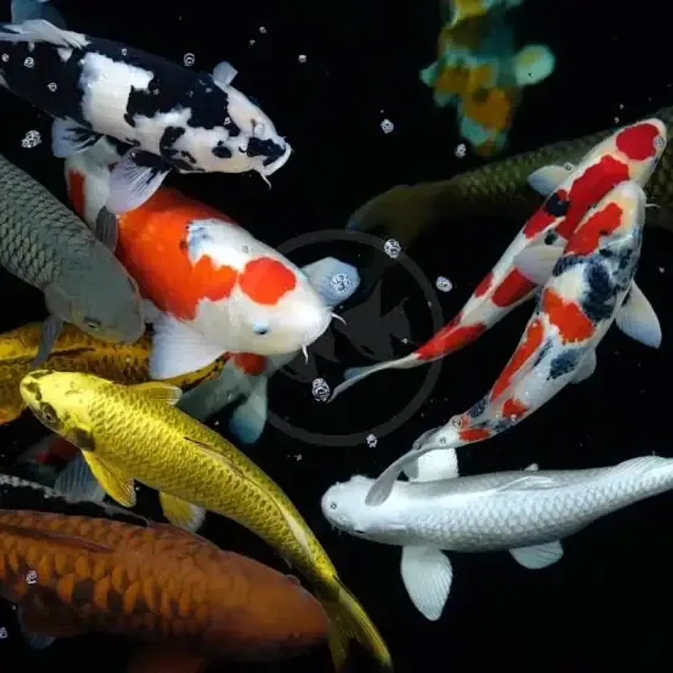 koi carp