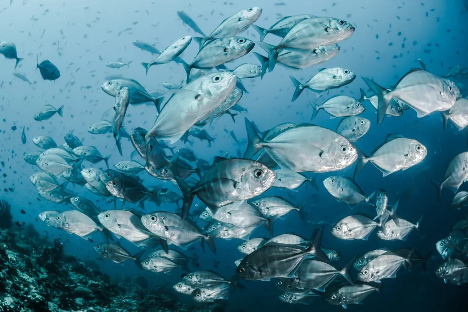 Coromandel: Protecting The Sea Discussion