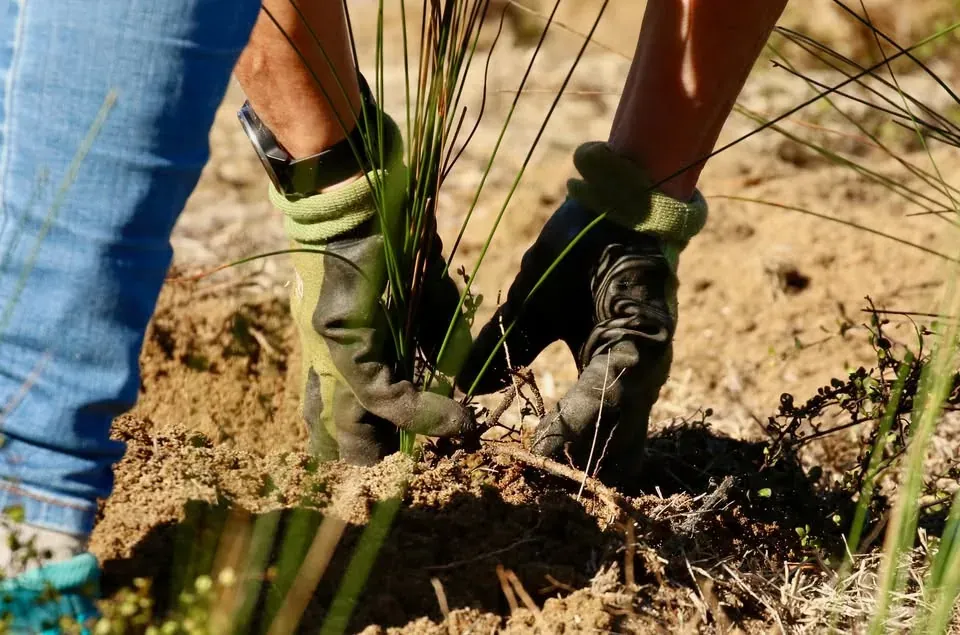 planting bee