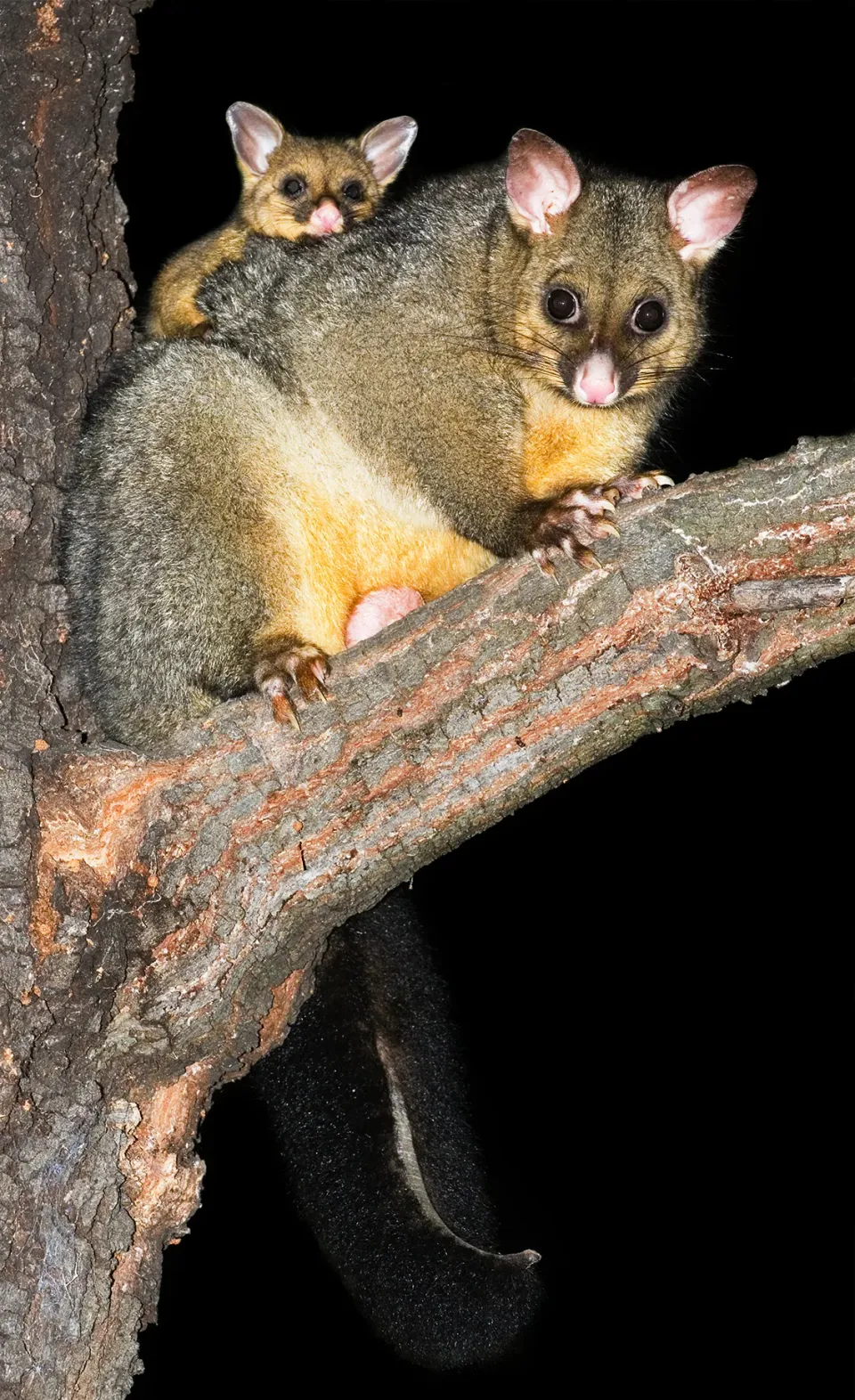 Possums