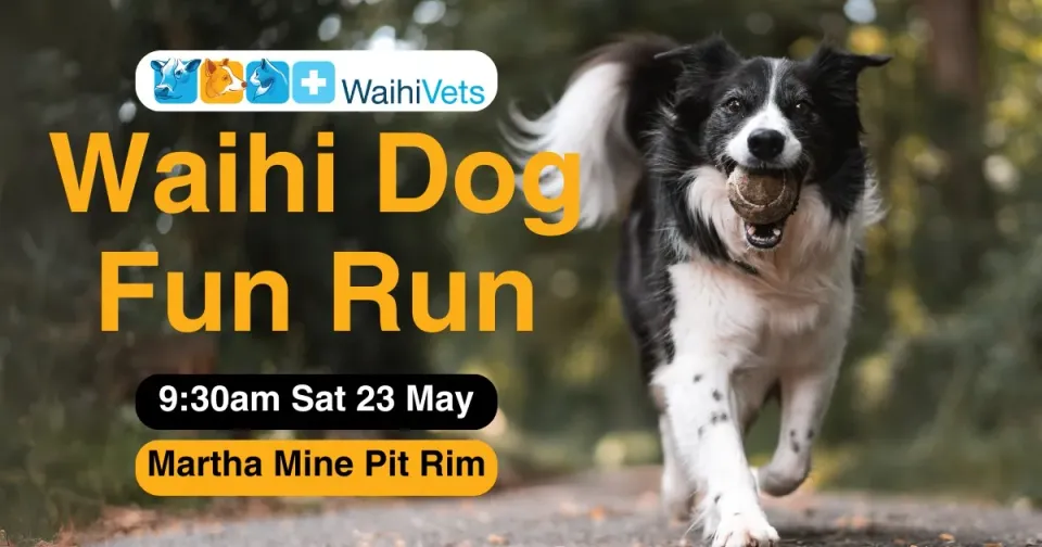 dog run