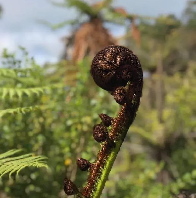 Waitangi Ki Paeroa 2020