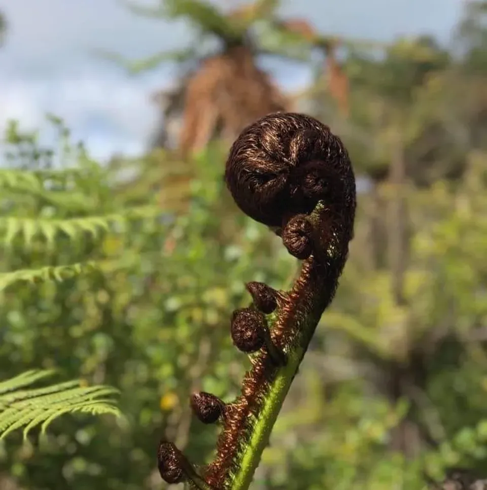 Waitangi Ki Paeroa 2020