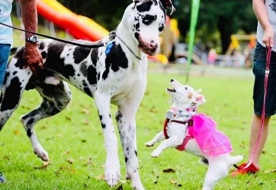 Whangamata Pet Show