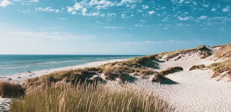 Dune Planting