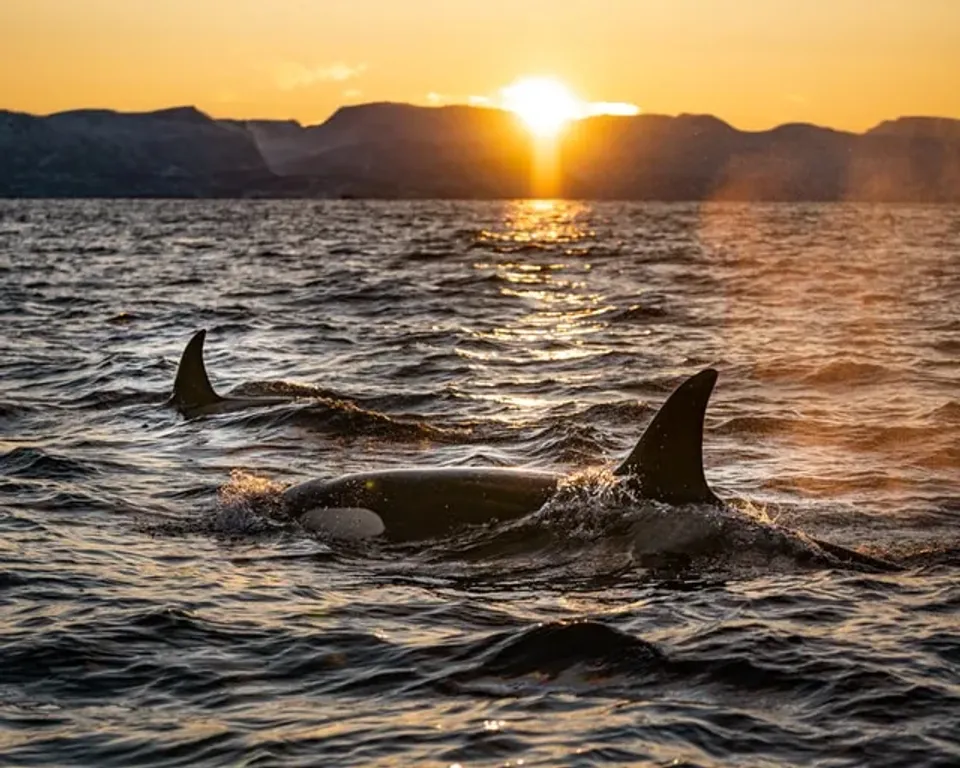 Save A Whale