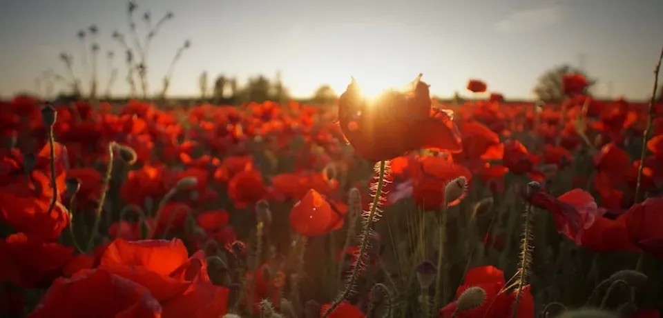 Anzac Day 2019