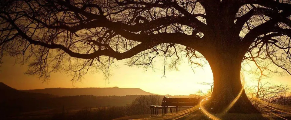Sunset and Tree image