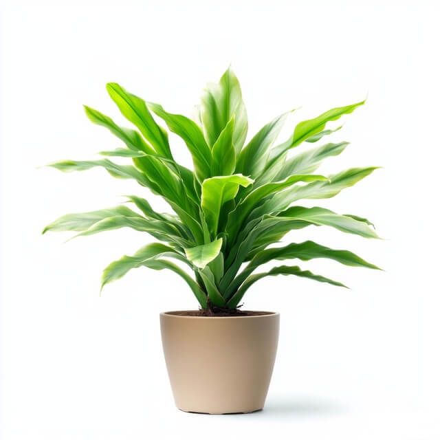 Bird’s Nest Fern