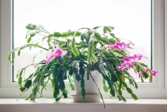 Christmas Cactus