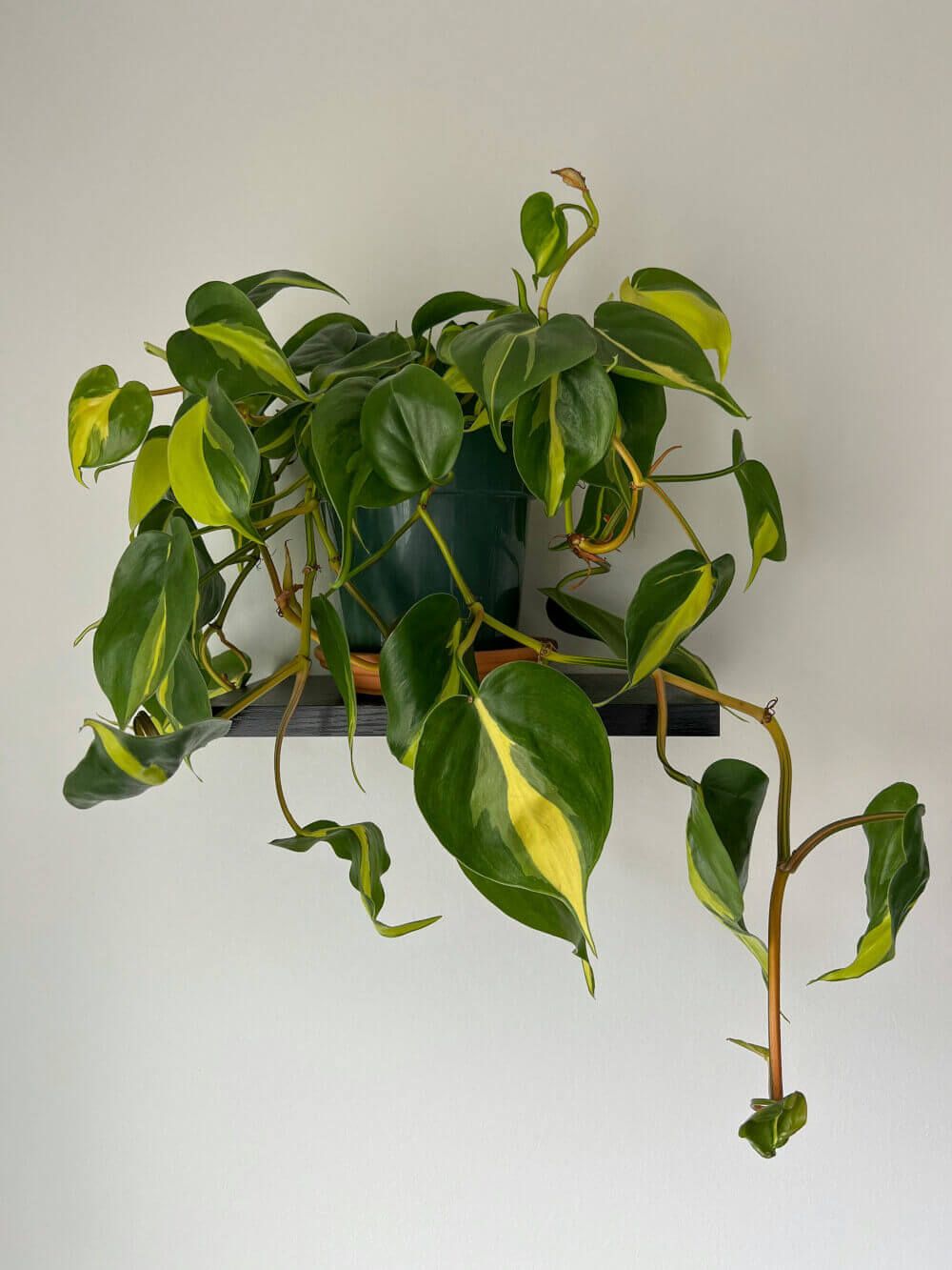 Heartleaf Philodendron