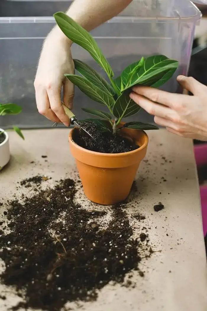 Person repotting a houseplant into a terracotta pot, with soil scattered on the table