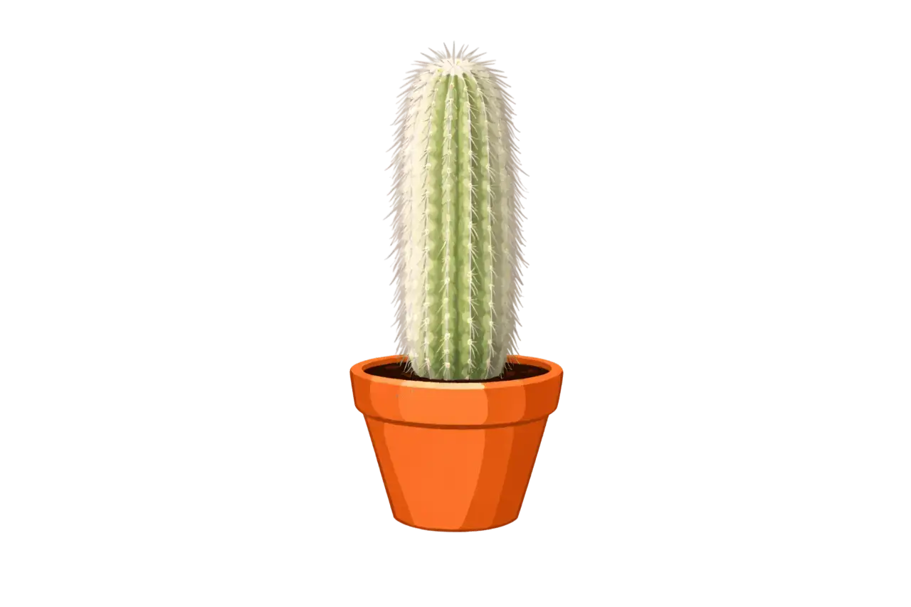 Old Man Cactus
