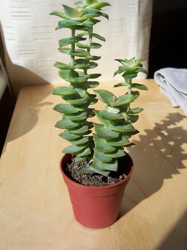 String of Buttons